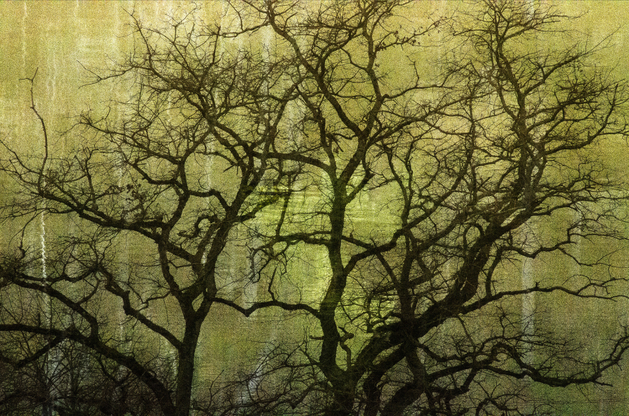 Arbor 2 BOURDEAU Roger_08