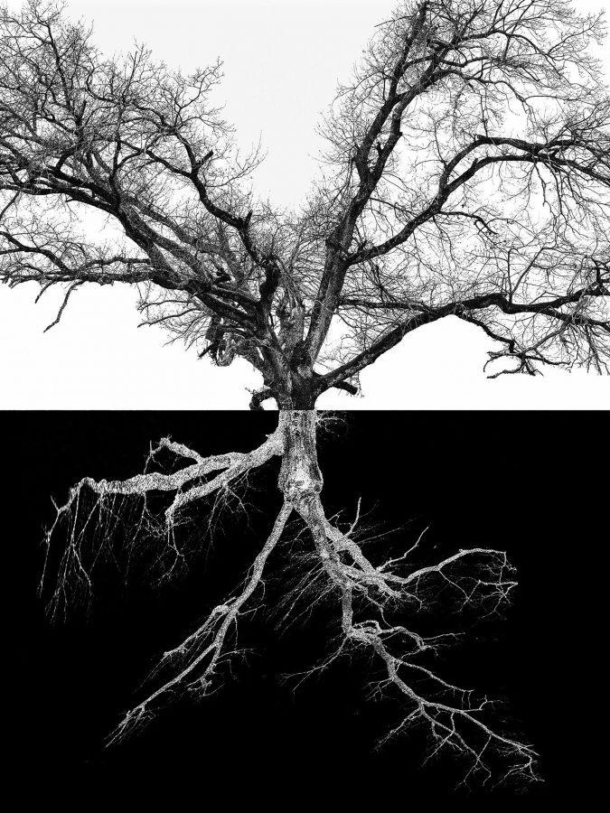 Arbor BOURDEAU Roger_04