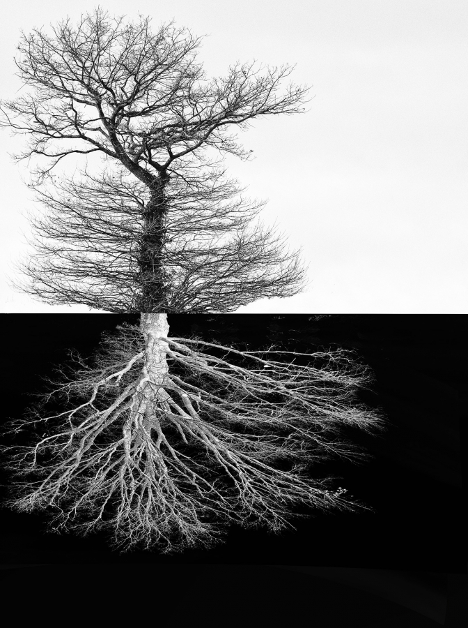 Arbor BOURDEAU Roger_06