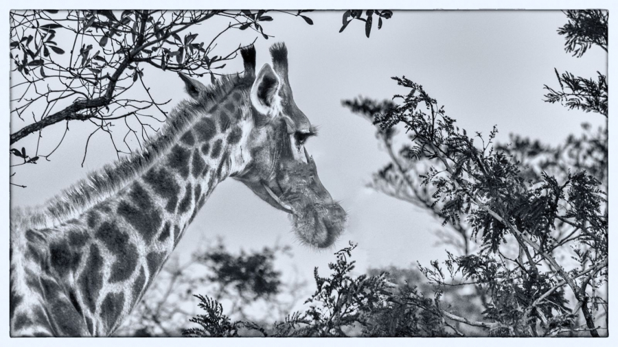 La girafe MARTINET Thierry