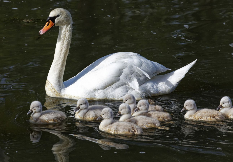 cygnes FOUEL Jacques