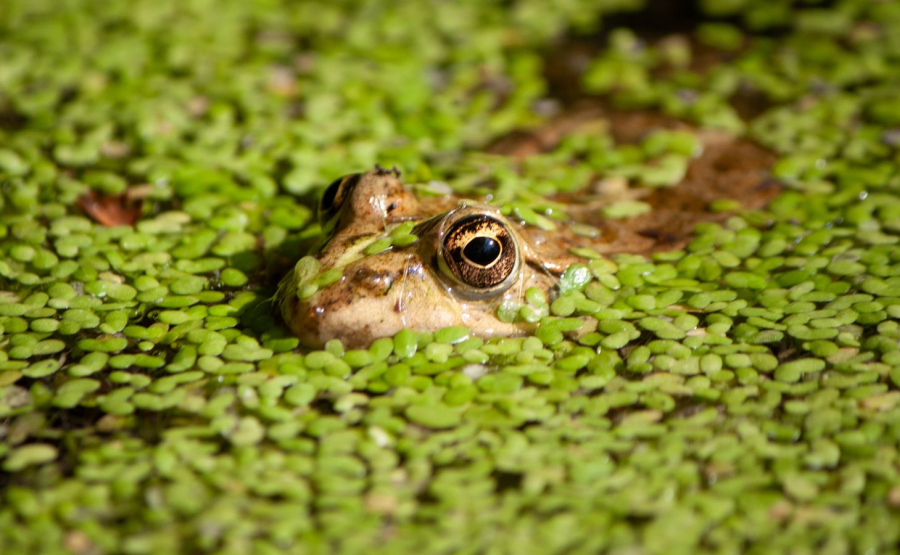 La grenouille Labonde Anne-Marie