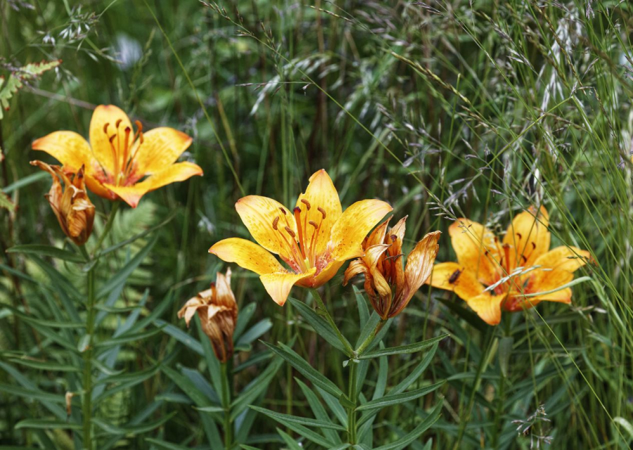lys orangé FOUEL Jacques