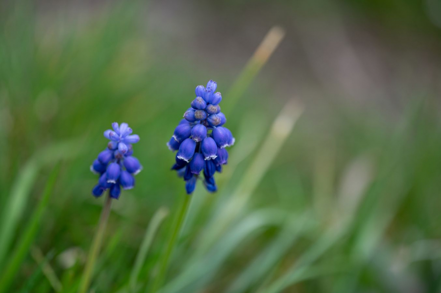 Petites fleurs Labonde Anne-Marie