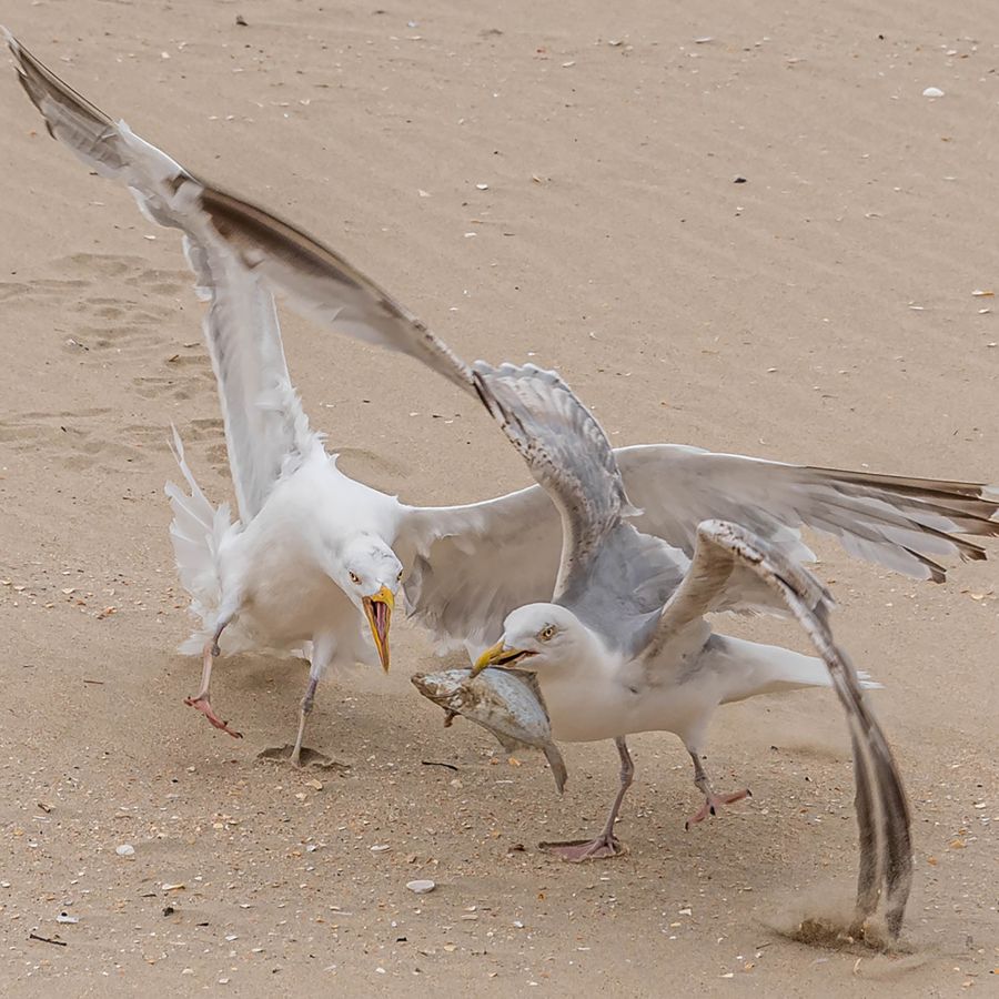 Prise de bec MARTINET Thierry