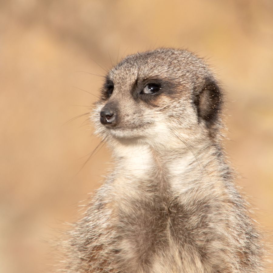 Suricate coquin Labonde Anne-Marie
