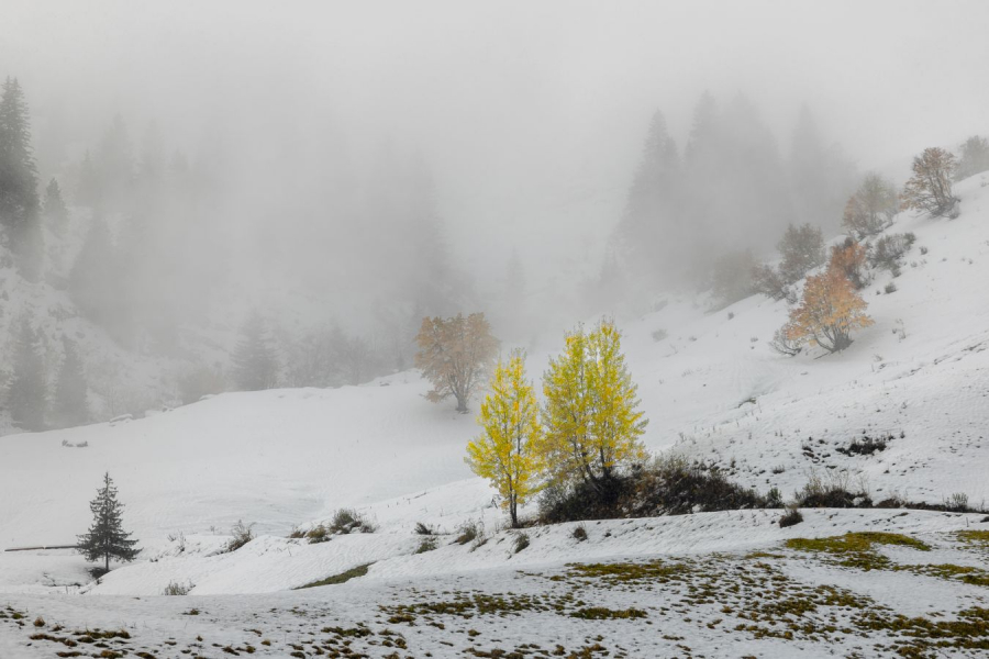 Première neige CONTASSOT Philippe