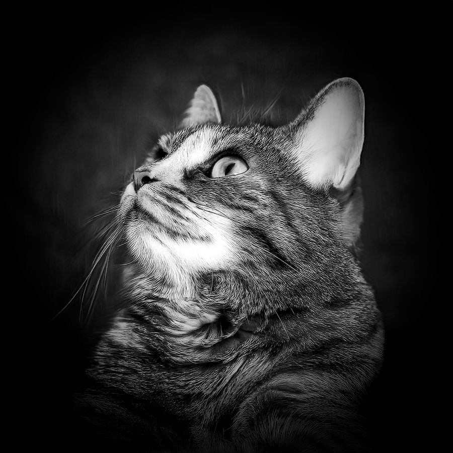 portrait de chat LAMBOEUF Bernard