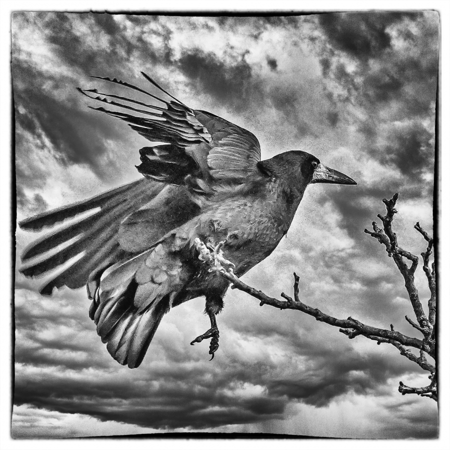 Maître corbeau - MARTINET Thierry 3