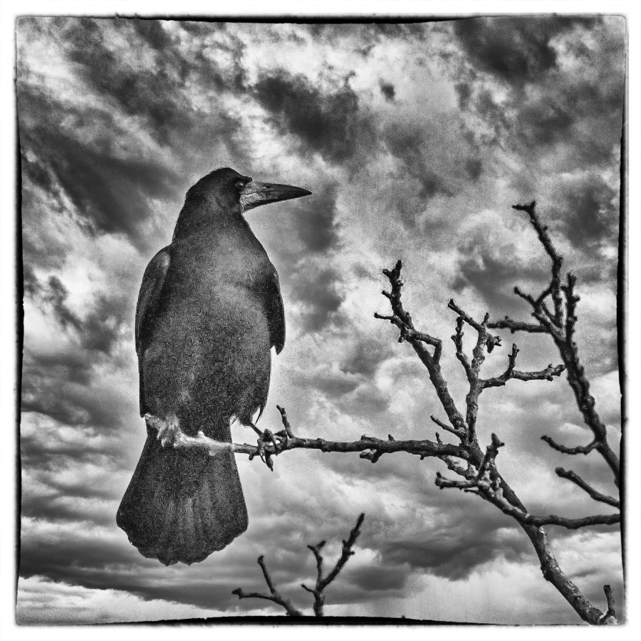 Maître corbeau - MARTINET Thierry 4