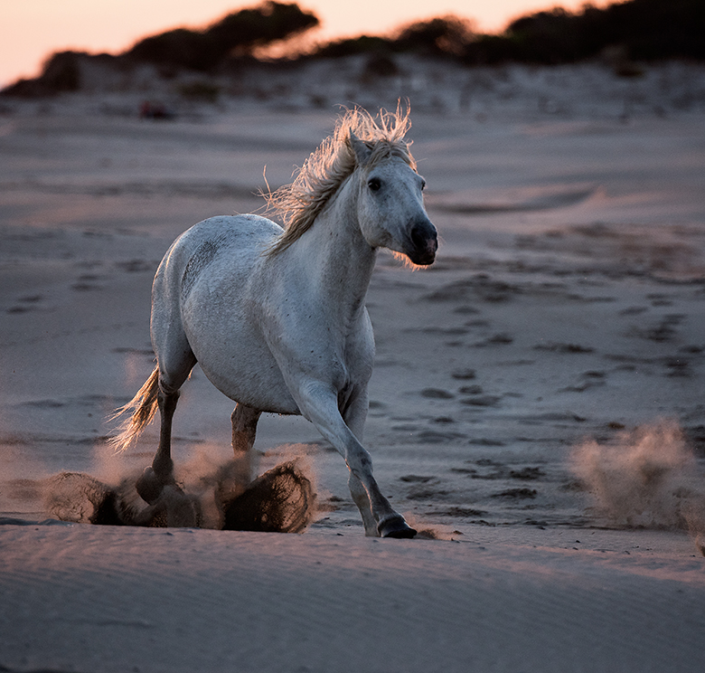 Camarguais en liberté_1