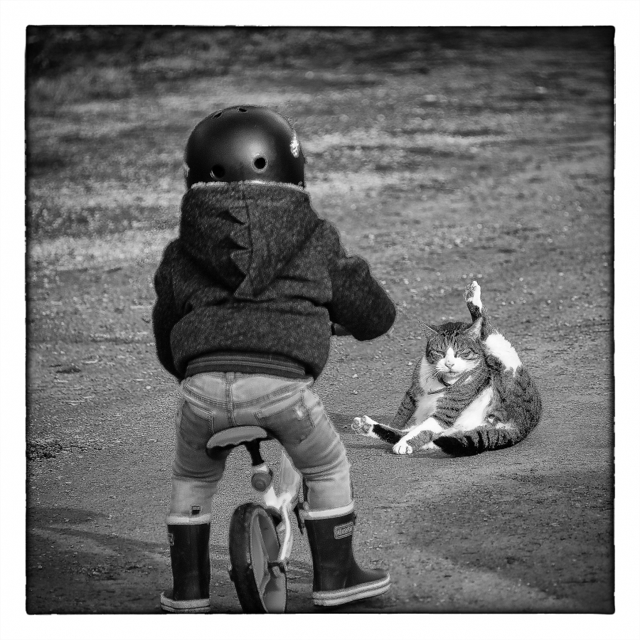 Attention le chat_22