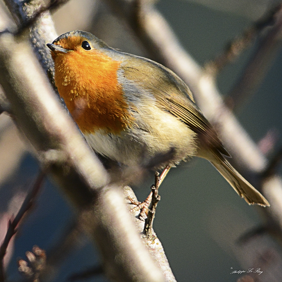 rouge gorge_1