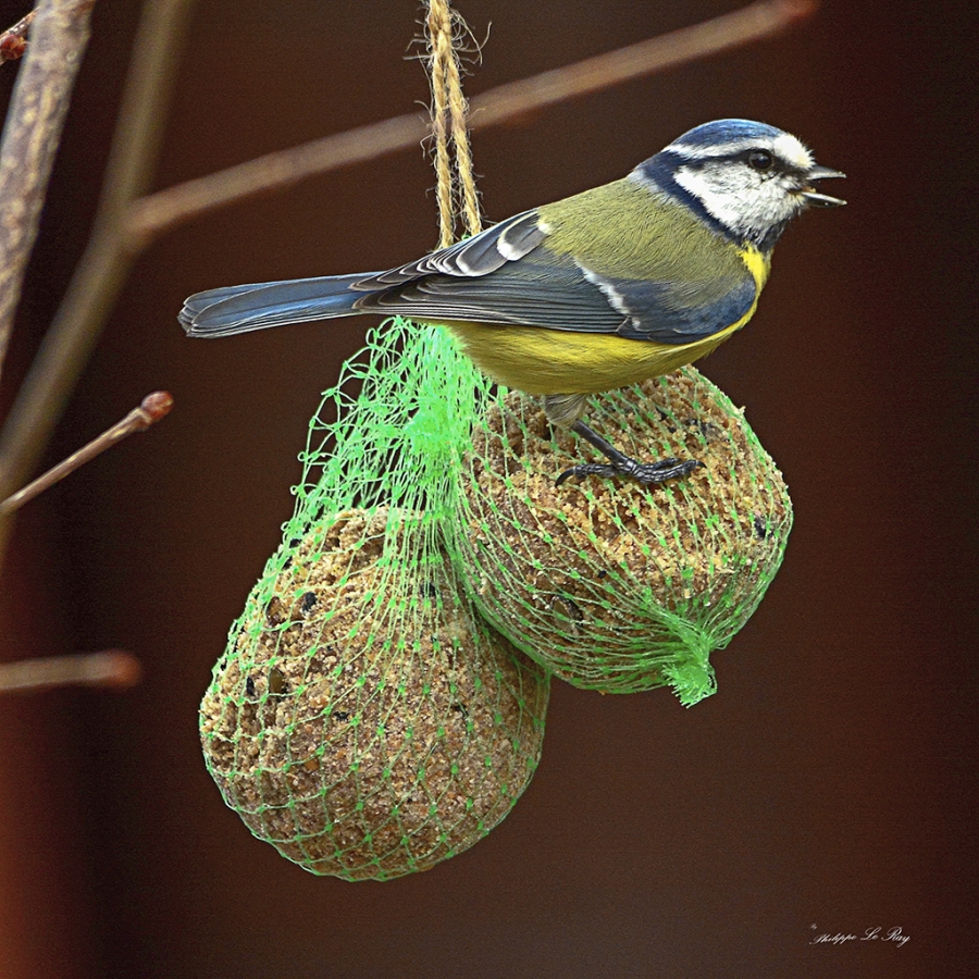 mésange_2