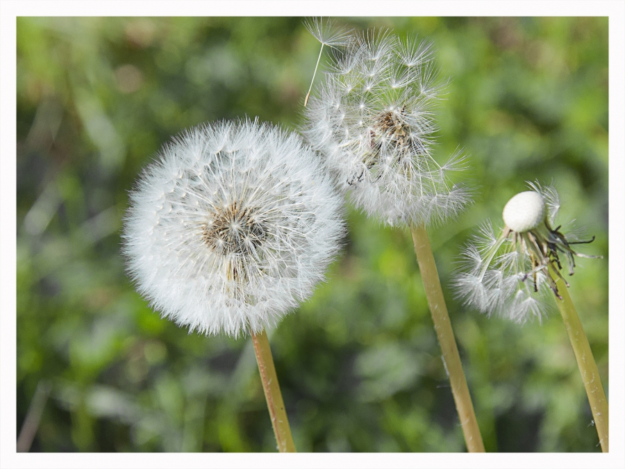 Fleurs des champs_4