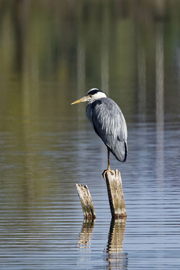 heron_51991988856_o