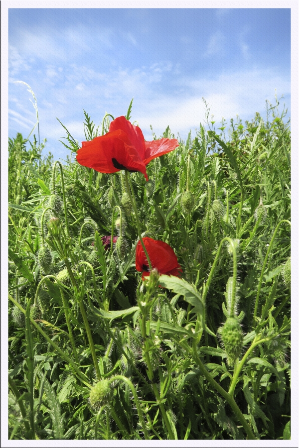 Fleurs des champs_1