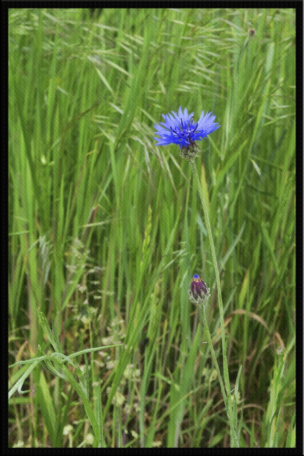 Fleurs des champs_2