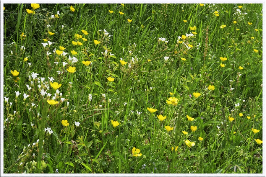 Fleurs des champs_3
