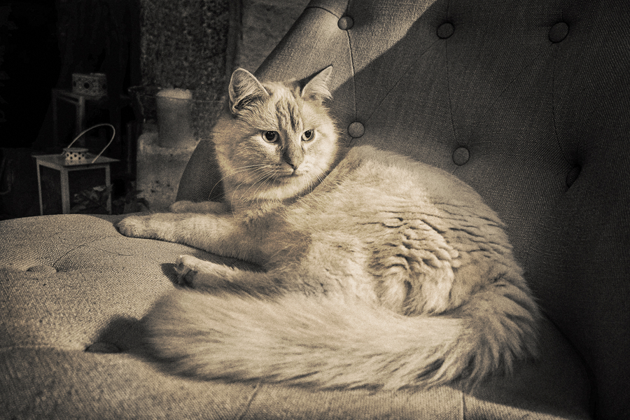 le chat-Lucienne La