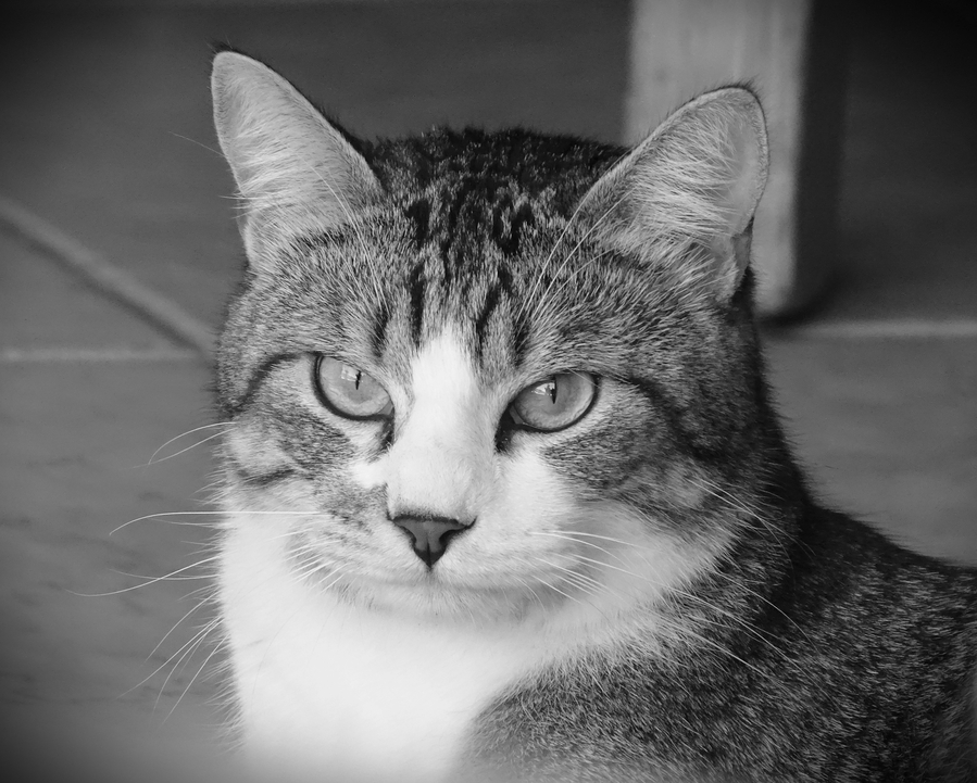 Benjamin