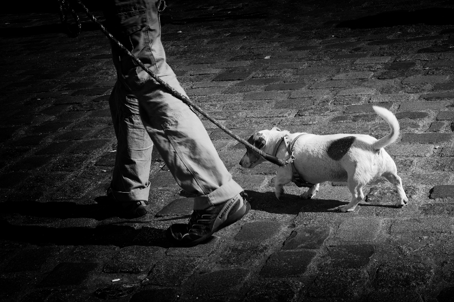 chiens00150