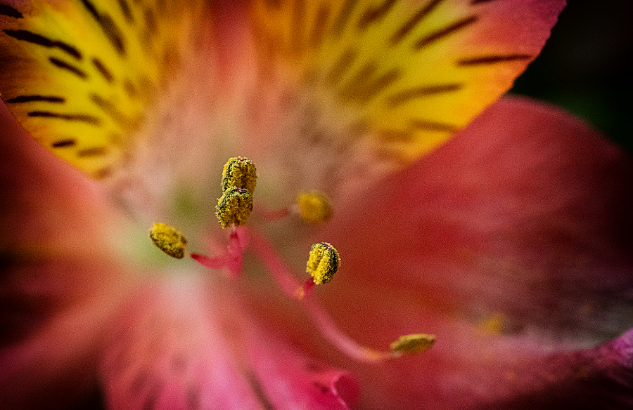 coeur de fleur