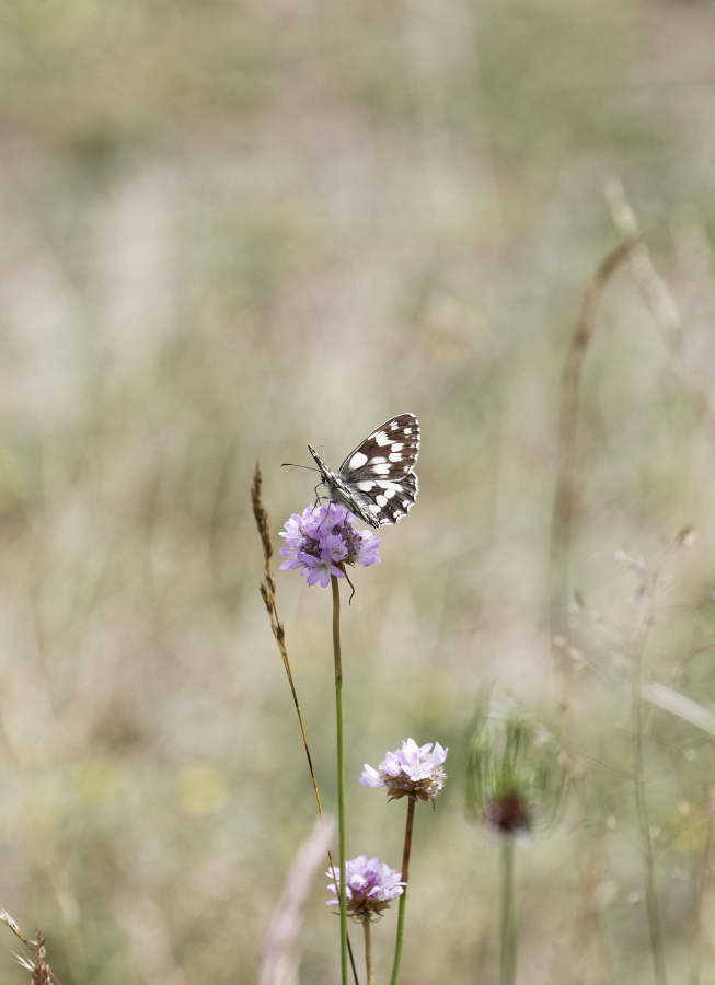1 papillon