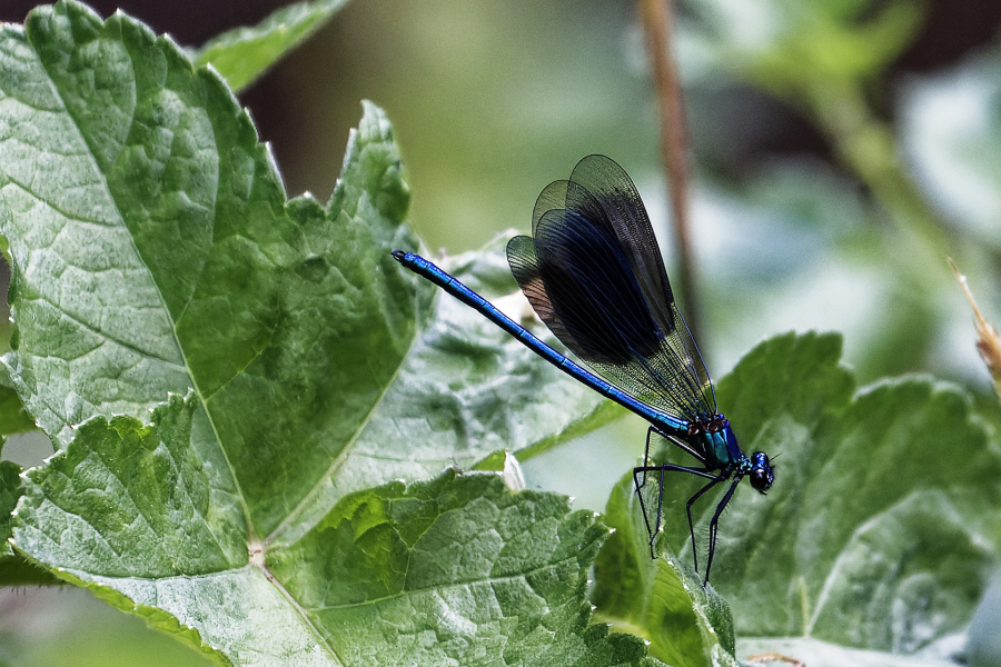 3 calopterix