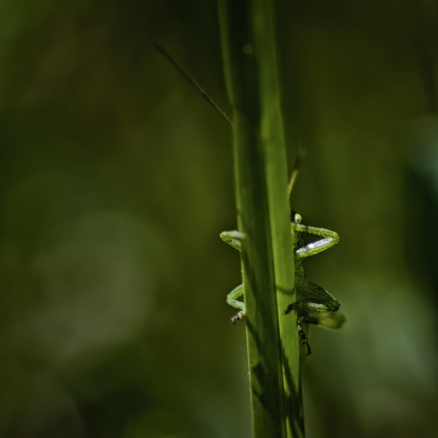 il de vert
