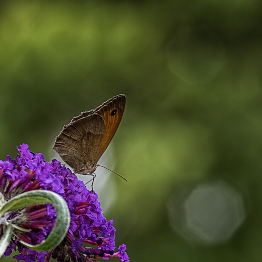 Papillon 
