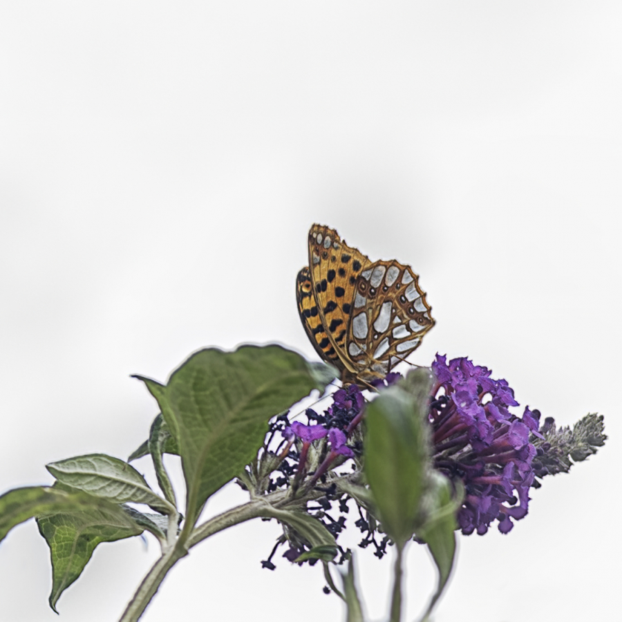 papillon du jour