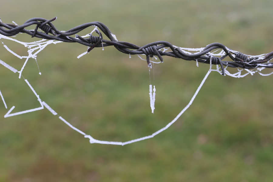 BARBELE AVEC LES CHEVEUX GIVRES. ISABELLE