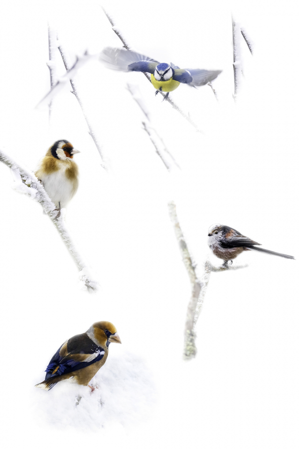 M. Beaufils - Oiseaux du ciel 1920x1280 - 14.10 