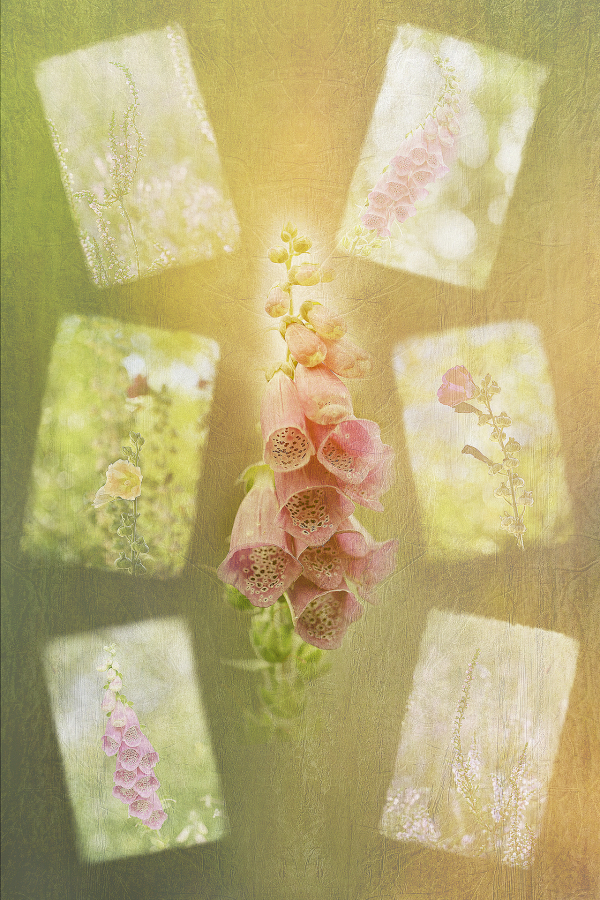 M. Beaufils -Flowers 1920x1080 - 