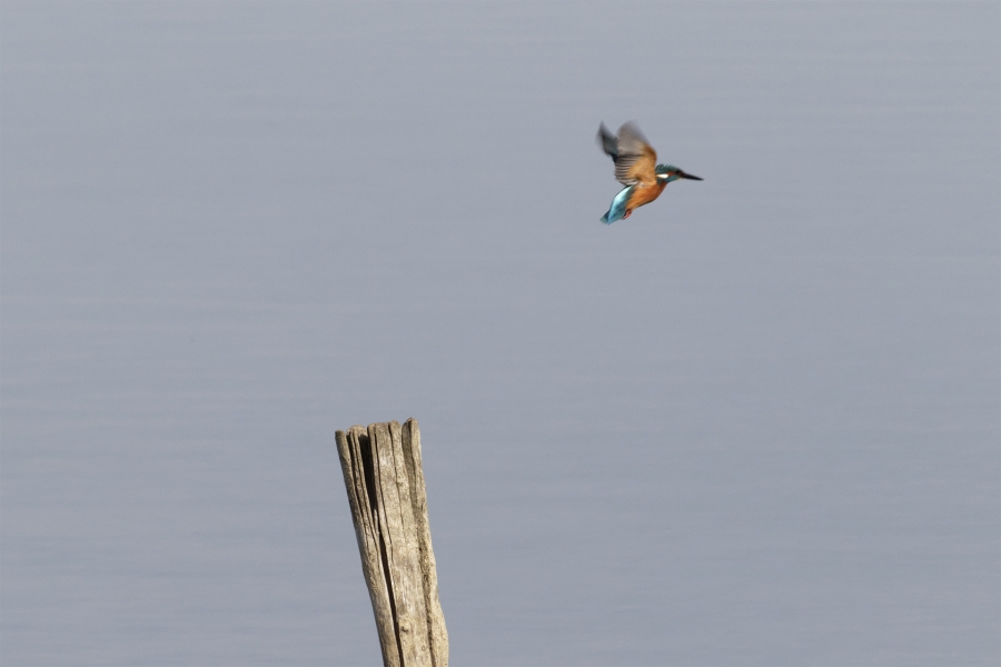 Philippe Contassot  Vive la liberté 